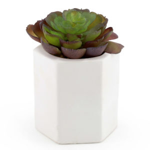 Tall succulent in white vase.