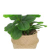 Natural straw woven pot plant holder.