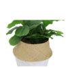 Seagrass basket - natural and white.