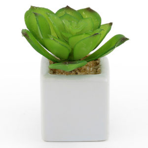 Small succulent in white vase.