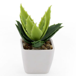 Small spikey succulent in white vase.