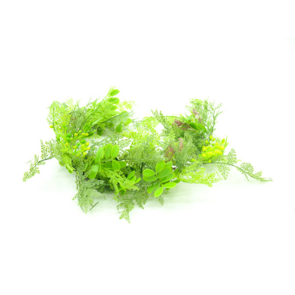 Maidenhair fern for use as decoration.