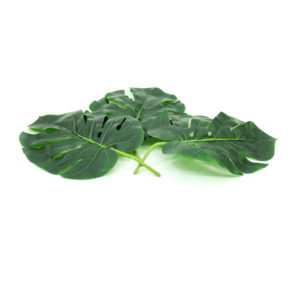Faux Monstera leaf for decorations.