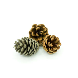 Pine cones. 
Vary in size, shape and color and may have minor natural imperfections.