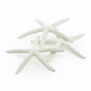 Life like looking white starfish for decorating a nautical or seaside theme.